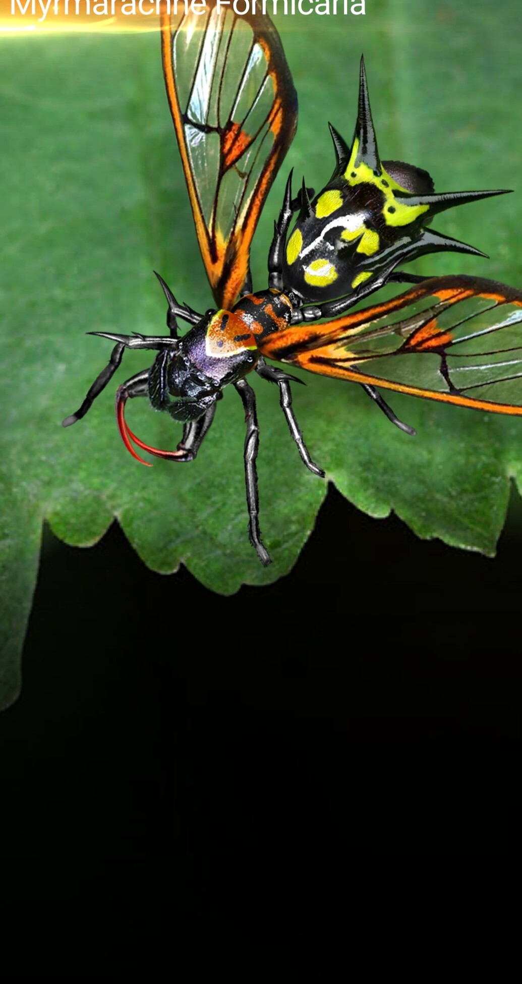 Special Ants Information 51 By Gia Special Ants The Ants special-ants-information-51-by-gia-special-ants-the-ants