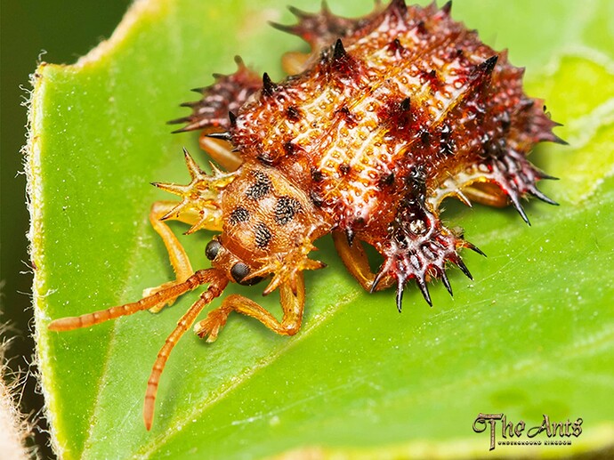 Platypria-Melli-iPad-2732x2048